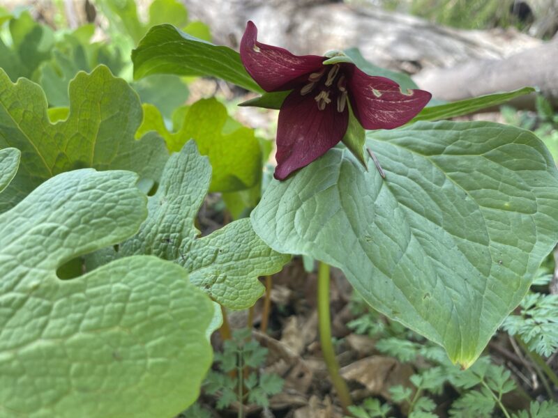 Yasmine Conyers_ Red Trillium