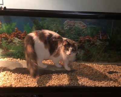 chat à l'aquarium