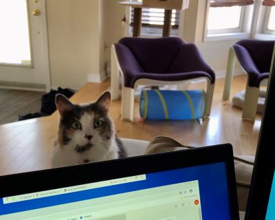 chat devant l'ordinateur