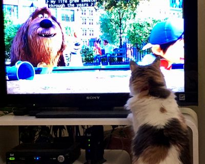 chat devant la télé