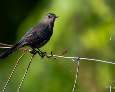 En savoir plus : La photographie de la faune et de la flore avec Doug Smyth de Phys Ed