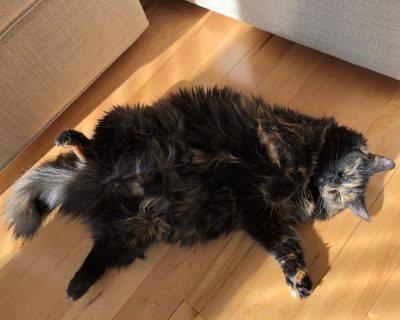 catherine cat 1