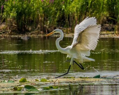 aigrette dansante