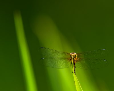 libellule