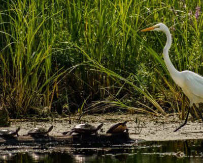 egret and turtles