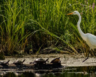 Read more about: Wildlife Photography Gallery by Douglas Smyth