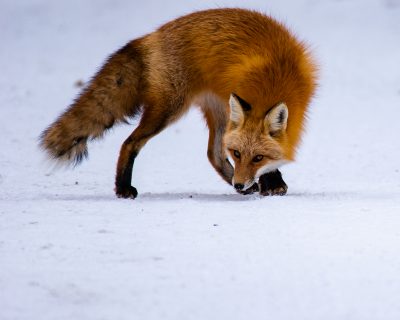 renard dans la neige
