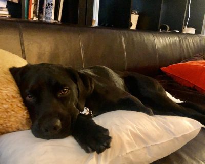 harrison-pup