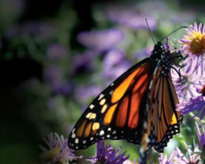 Monarch on flower