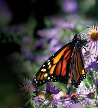 Monarch on flower
