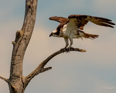balbuzard