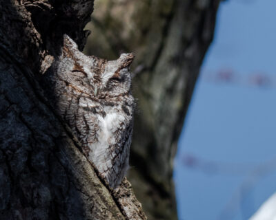 Read more about: Eastern Screech Owl spotted at Dawson Feb. 19