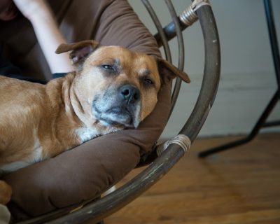 wilson dog 1