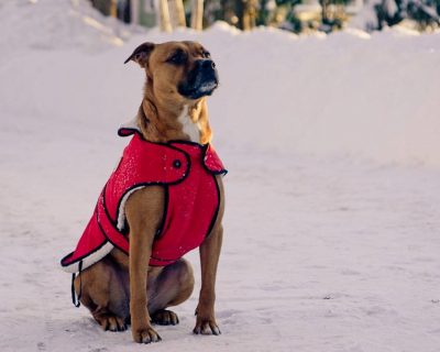 wilson dog 2