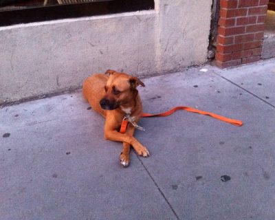 wilson dog 3