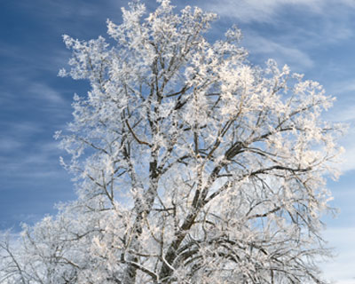 arbres d'hiver