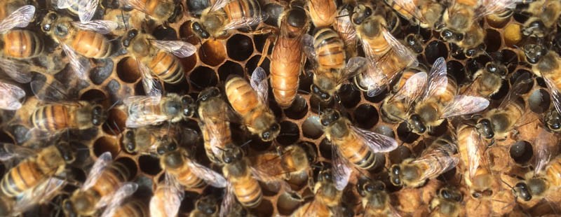 Abeilles mellifères du collège Dawson Projet financé par l'ECQ pour le développement durable de Dawson