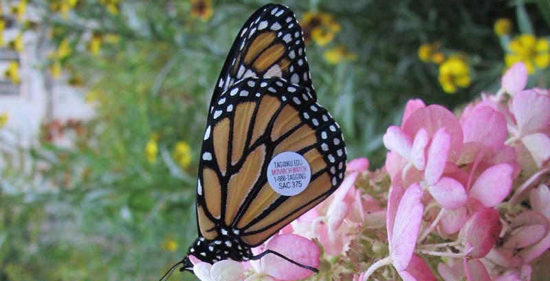 dawson-monarch-tagging
