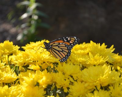 Inner growth through Nature
