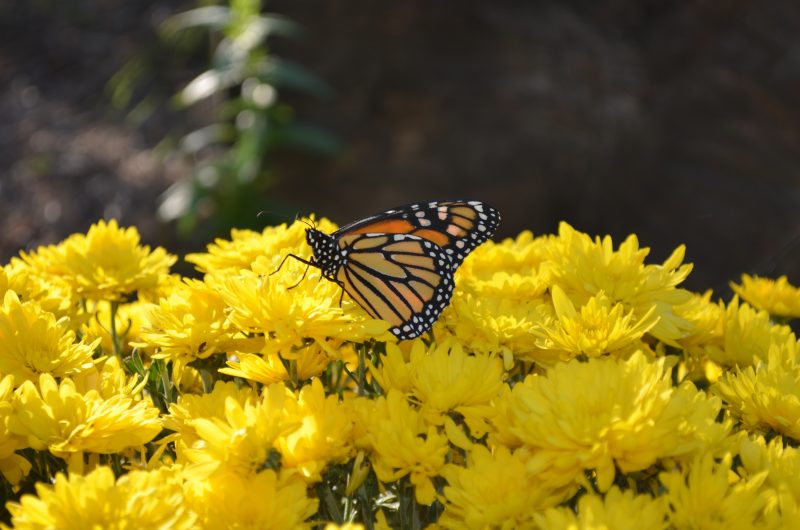 Inner growth through Nature