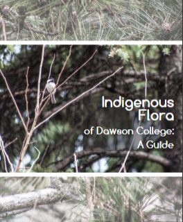 Read Full Text: Indigenous Flora Booklet