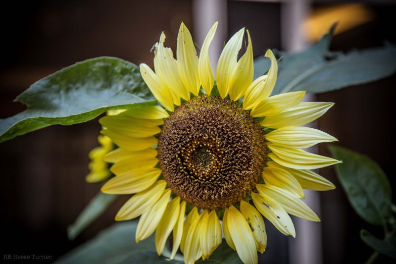 PFW SUn Flower Three Sisters-3