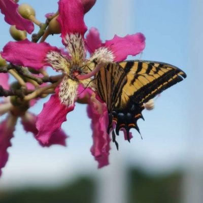 Lire le texte intégral : En un jardin de paz, florecen los proyectos/ In a Peace Garden, Projects Bloom