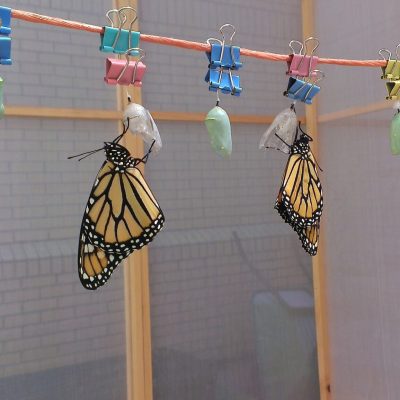Fil à linge papillon