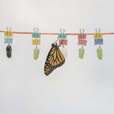Dawson_butterfly_2018_015