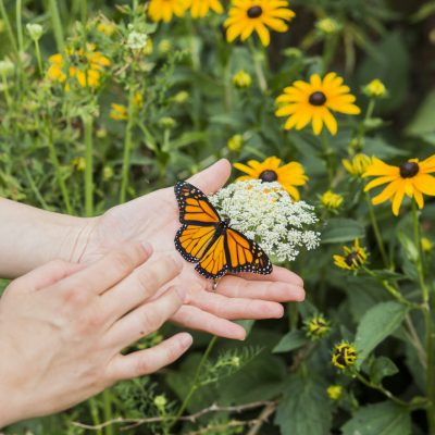Dawson_butterfly_2018_104
