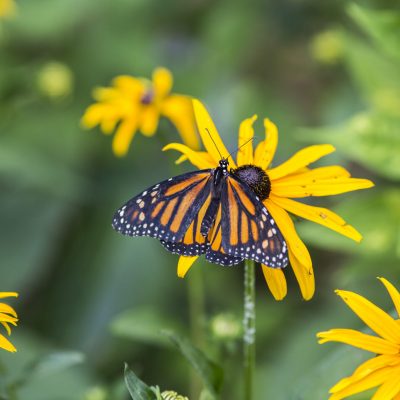 Dawson_butterfly_2018_137