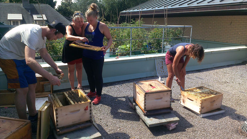 Le point sur les abeilles