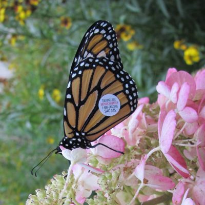 Monarch tagging