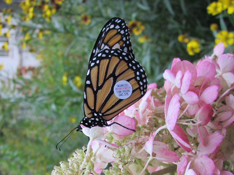 Monarch tagging