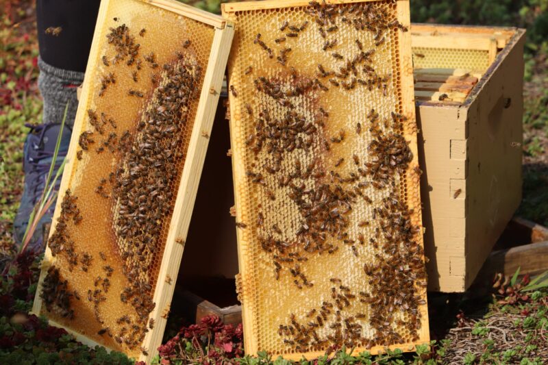 abeilles mellifères