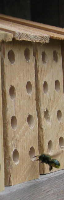 mason-bees-3