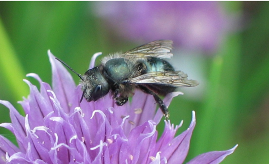 maçons-abeilles