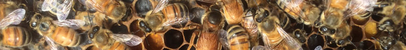Bee Hive Project