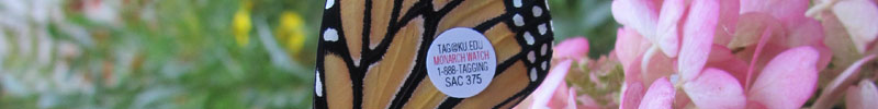 Monarch Butterfly Tagging