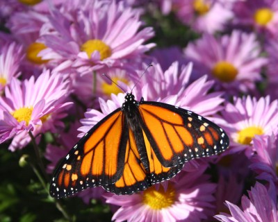 Un monarque dans le Jardin de la paix.