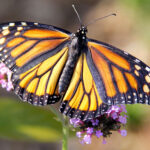 Lire le texte intégral : Imaginez le papillon : Favoriser la confiance en soi par le retour d'information