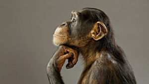 chimpanzee-baBy-1