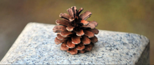 pinecone2